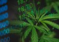 Cannabis Market 2025 Year-End Review