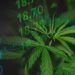 Cannabis Market 2025 Year-End Review